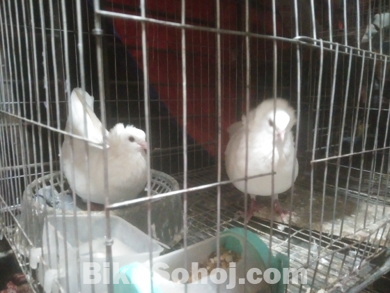 কবুতর বোম্বাই
